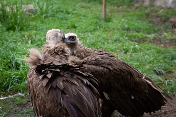 Two Griffon Vultures kiss. Gyps fulvus. Big bird on a background of green grass. Portrait. Wildlife, Africa.