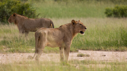 Obraz na płótnie Canvas Subadult male lions in the wild