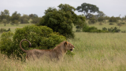 a young male lion in green grass