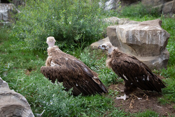Two Griffon Vultures. Gyps fulvus. Big bird on a background of green grass. Portrait. Wildlife, Africa.