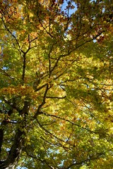 Fototapeta na wymiar Autumn in the Pyrenees