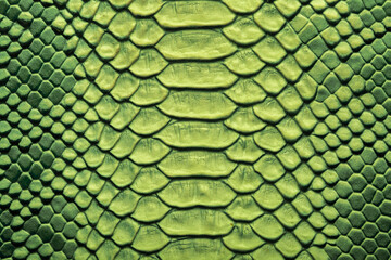 Beautiful green bright python skin, reptile skin texture, multicolored close-up as a background.