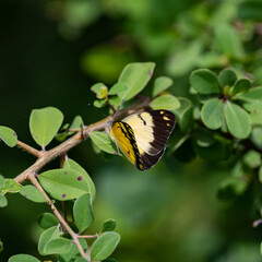 a Yellow and black butterfly