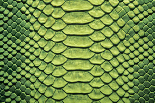Beautiful green bright python skin, reptile skin texture, multicolored close-up as a background.