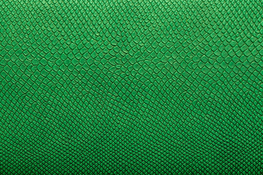 Beautiful green bright python skin, reptile skin texture, multicolored close-up as a background.