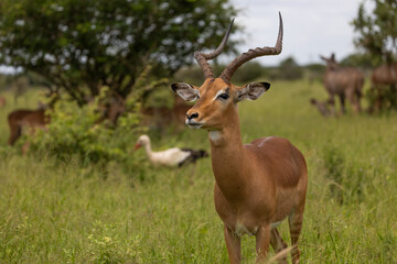 Impala ram in green grass.
