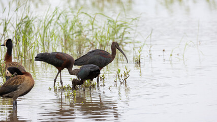Glossy ibis and white face whistling duck