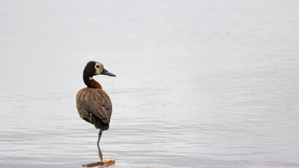 white face whistling duck standing on one leg.