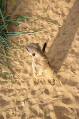 Obraz premium The meerkat is walking on the sand, look. African animal. Africa. Safari. Cute animals.