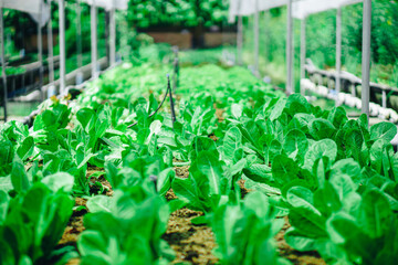 Hydroponics vegetable farm grown using organic methods. From a close-up photoshoot