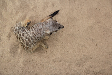 A meerkat walks on the sand, top view. African animal. Africa. Safari. Cute animals.