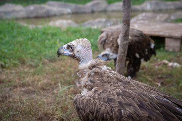 Griffon Vulture full length. Gyps fulvus. Big bird on a background of green grass. Portrait. Wildlife, Africa.