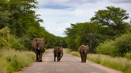 Naklejka na ściany i meble Three elephants walking down a road