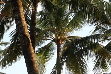 Fototapeta na wymiar coconut tree leaves with blue sky