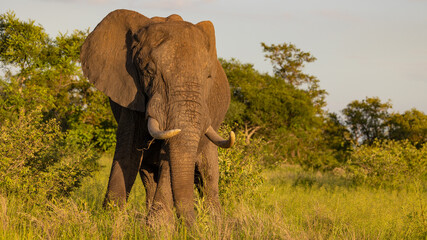 Elephant bull in golden light