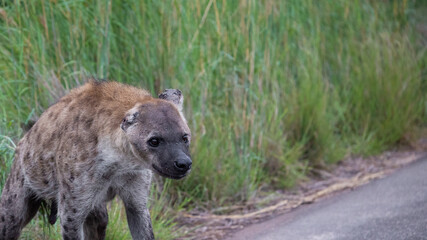 Spotted hyena with a torn off ear