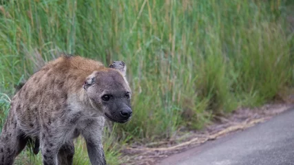 Fotobehang Hyena Spotted hyena with a torn off ear  © Jurgens