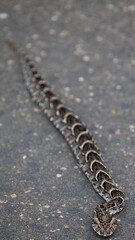 Puff adder on the move