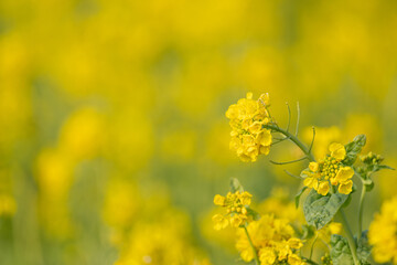 菜の花畑