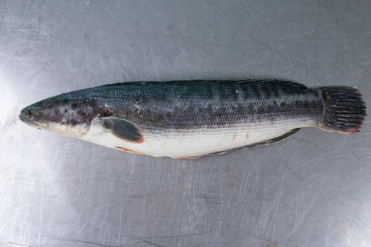 Raw Giant Snakehead Fish On The Table