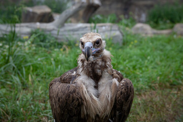 Griffon Vultures. Gyps fulvus. Big bird on a background of green grass. Portrait. Wildlife, Africa.