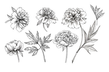 Set of peony illustration. Black and white sketch graphics isolated.