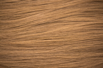 Naklejka premium Background hair light brown closeup. Female long blond hair close-up as a background. Beautifully laid wavy shiny curls.Hair coloring. Hairdressing procedures. Copy space with space for text.