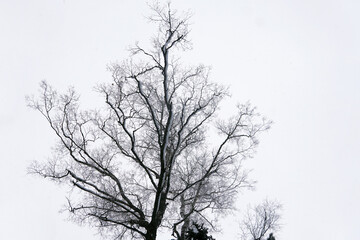 Obraz premium The crown of a tree without leaves on a white background. Silhouette of a tree