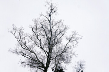 The crown of a tree without leaves on a white background. Silhouette of a tree