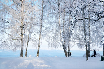 Beautiful birches in winter. Covered with frost and snow.