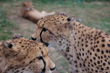 Two Cheetahs are walking towards each other, close up. Atmospheric shot of a cheetah. Africa, African animal.
