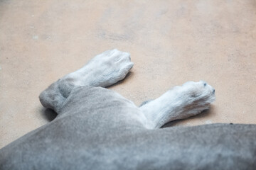 Lion paws, close up. Africa, African animal.