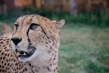 Cheetah on a background of greenery, close-up. Atmospheric shot of a cheetah. Africa, African animal.