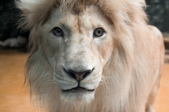 Lion's muzzle in full face. Close up of the muzzle. African animal.