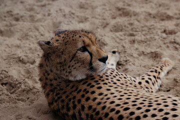 The cheetah lies on the ground.Africa. African culture. Exotic animal. Portrait of a cheetah.