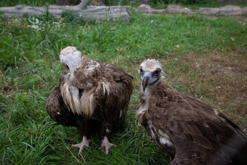 Two Griffon Vultures. Gyps fulvus. Big bird on a background of green grass. Portrait. Wildlife, Africa.