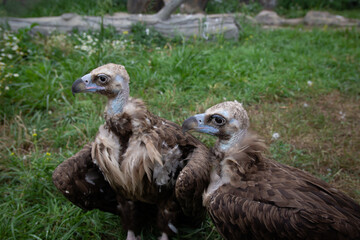 Two Griffon Vultures. Gyps fulvus. Big bird on a background of green grass. Portrait. Wildlife, Africa.