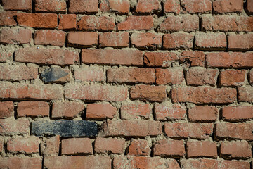 The background is an old brick wall. The wall is made of red ceramic bricks