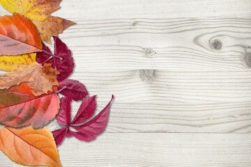Fototapeta na wymiar Colorful fall leaves on wooden boards. Festive autumn background,