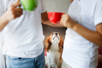 Cute couple with cups of coffee in the morning and dog breed Cavalier King Charles Spaniel at home,...