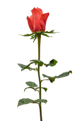 Single beautiful red rose isolated on white background