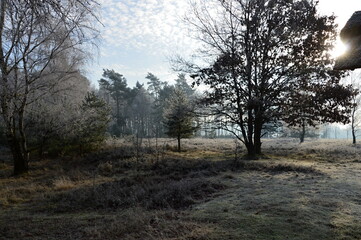 Winter Landschaft in der Lüneburger Heide, Niedersachsen