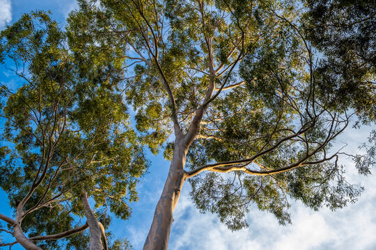 Looking up at eucalyptus tree branches against the sky at sunset