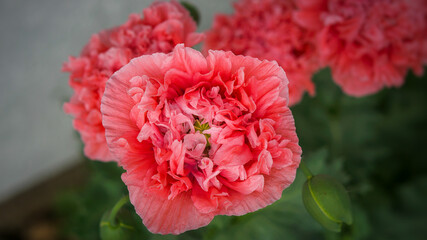 Poppy flower in close-up. Filigree petals in pink with green leaves in background.