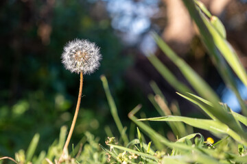 Dandelion growing in tall grass on blurred background