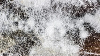 Mold close-up macro. Moldy fungus on food. Fluffy spores mold as a background or texture. Mold fungus. Abstract background with copy space.