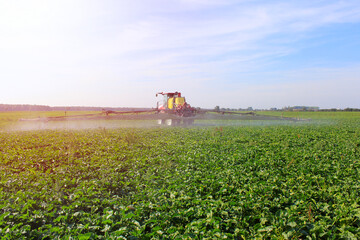 Tractor spraying plant protection products on a green sugar beet field.