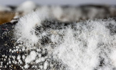 Mold close-up macro. Moldy fungus on food. Fluffy spores mold as a background or texture. Mold fungus. Abstract background with copy space.