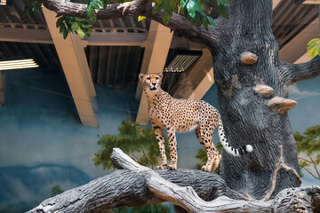 Cheetah on a tree indoors