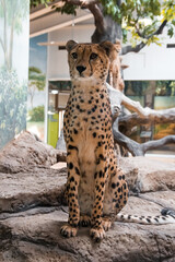 A cheetah sits on a stone against a background of wood.